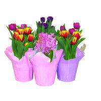 Blooming Assorted Bulbs, 1 Each