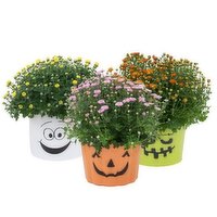 Cub Garden 9" Decorative Halloween Mum, 1 Each