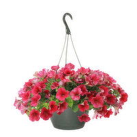 Cub Floral 10" Deluxe Petunia Hanging Basket, 1 Each