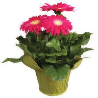 Cub 4.5" Gerbera Daisy, 1 Each