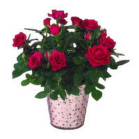 Blooming 4 Inch Mini Rose, 1 Each