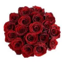 Cub 18 Stem Premium Euro Cut Roses, 1 Each