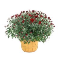 Cub Garden 8" Bushel Basket Mum, 1 Each