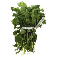 Fresh Cilantro Herbs, 1 Each