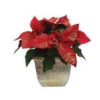 Gertens 6.5" Poinsettia Red, 1 Each