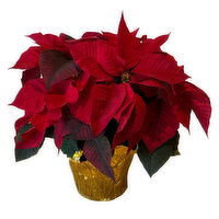 Holiday Poinsettia, Red, 6.5", 1 Each