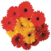 Cub Floral Gerbera Daisy Bunches, 5 Stem, 1 Each