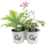 Cub Floral 6" Perennials, 1 Each