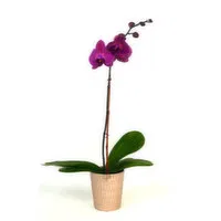 Phalaenopsis Orchid Plant, 1 Each