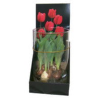 Cub Floral Bulbs in Glass Arrangement, 1 Each