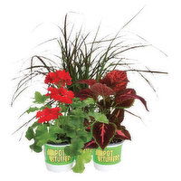 Cub Floral 4.5" Pot Stuffers, 1 Each