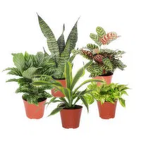 Cub 6" Potted Houseplant, 1 Each