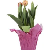 Cub Floral Tulips, 1 Each