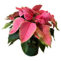 Holiday Poinsettia, Pink, 6.5", 1 Each