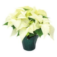 Holiday Poinsettia, White, 6.5", 1 Each