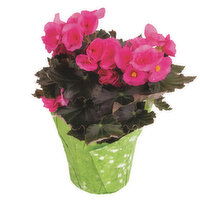 Cub Floral Blooming Gift, 1 Each