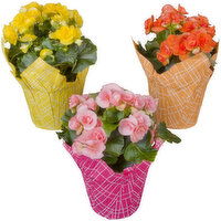 Cub Locally Grown Begonias, 1 Each