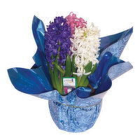 Cub 6" Hyacinth, 1 Each