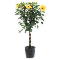 Cub Floral 12" Braided Hibiscus, 1 Each