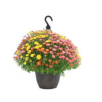 Cub Garden 12" Hanging Basket Mum, 1 Each