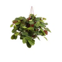 Cub Floral 8" Assorted Foliage Hanging Basket, 1 Each