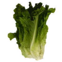 Fresh Green Leaf Lettuce, 1 Each