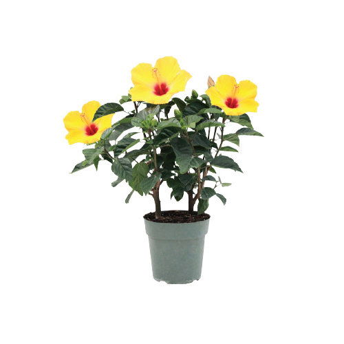 Cub Floral 6" Blooming Tropical