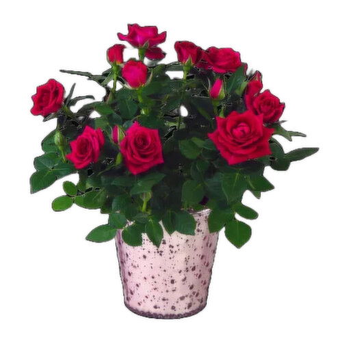 Blooming 4 Inch Mini Rose