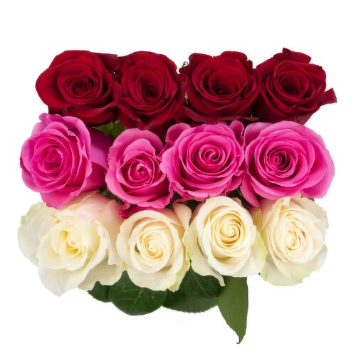 Cub Tri-color Roses
