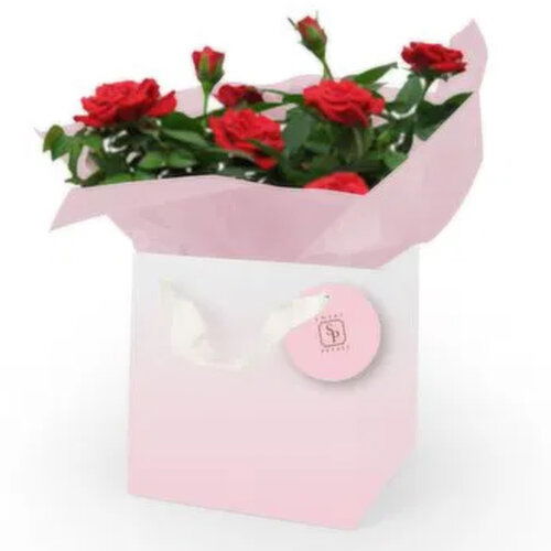 Cub 6" Mini Rose in Signature Bella Bag