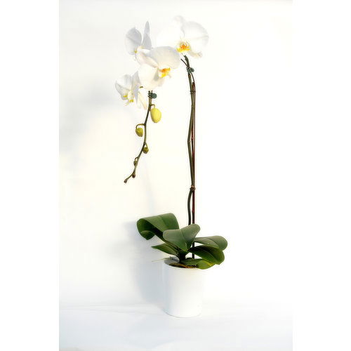 Cub 5 Inch Orchid in White Haven Ceramic