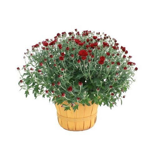 Cub Garden 8" Bushel Basket Mum