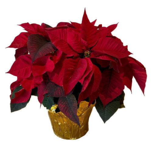 Holiday Poinsettia, Red, 6.5"