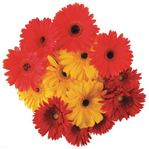 Cub Floral Gerbera Daisy Bunches, 5 Stem