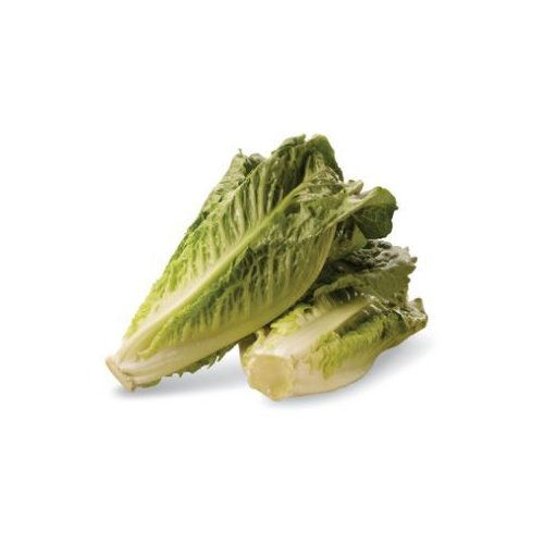 Fresh Organic Iceberg Lettuce