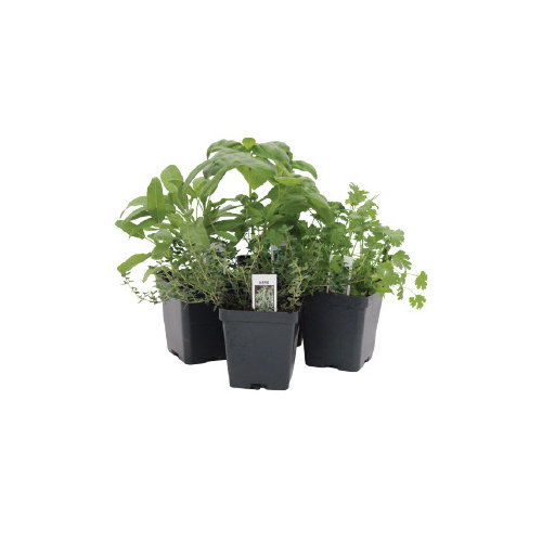Cub Floral 3.25" Herb or Veggie