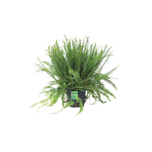 Cub Floral Porch Fern