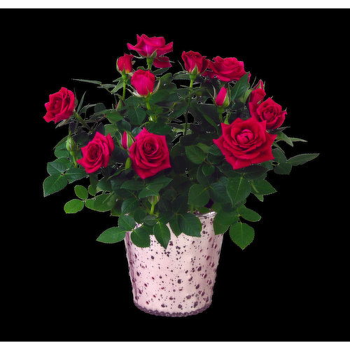 Blooming 4 Inch Mini Rose