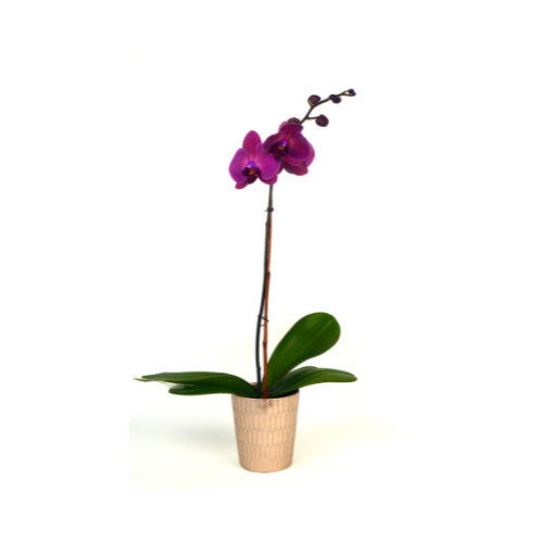 Phalaenopsis Orchid Plant