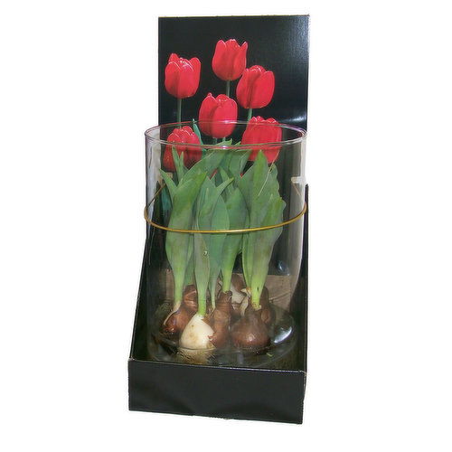 Cub Floral Bulbs in Glass Arrangement