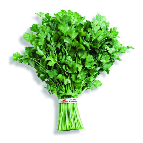 Fresh Organic Cilantro Bunched