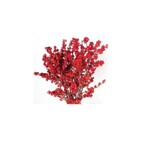 Cub 3 Stem Red Ilex