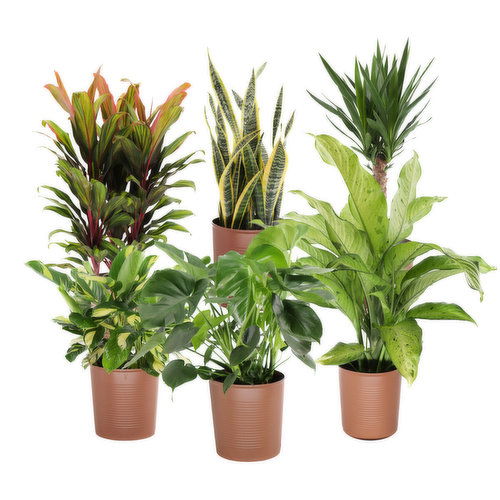 Cub 10" Large Potted Houseplant