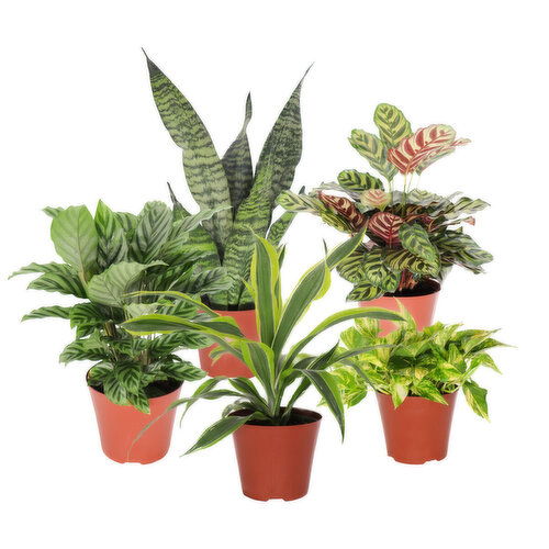 Cub 6" Potted Houseplant