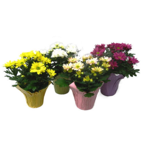 Blooming Assorted Mums