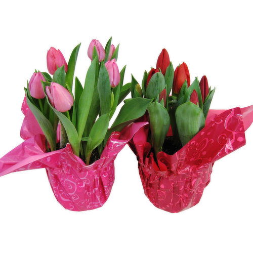 Cub Floral Blooming 4" Flowering Tulips