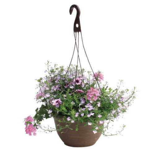 Cub Floral 10" Hanging Basket with Annuals