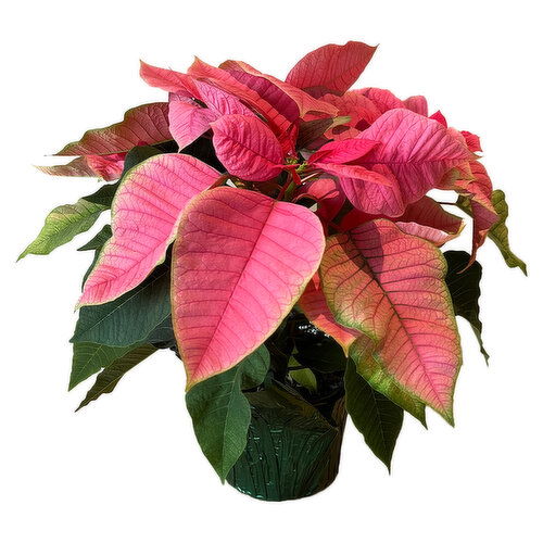 Holiday Poinsettia, Pink, 6.5"