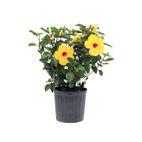 Cub Floral 10" Tropical