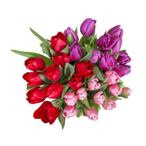 Cub Tulip Bunches, 10 Stem